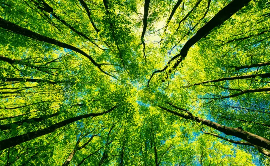 An upward perspective of a forest canopy, showcasing vibrant leaves and branches against a bright sky.